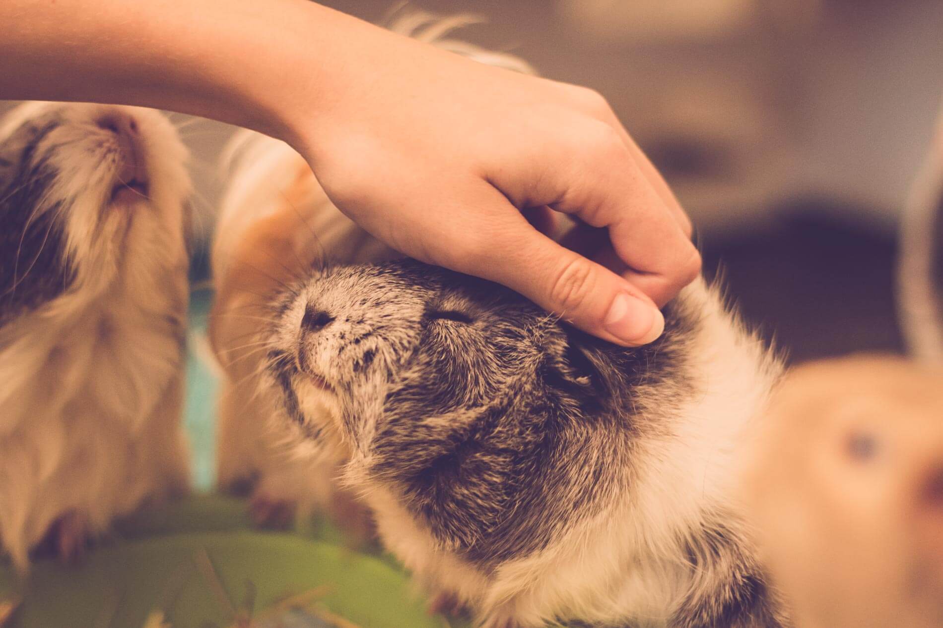 Wie Werden Meerschweinchen Zutraulich Anni Sophie